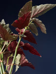Begonia maculata