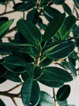 Ficus microcarpa