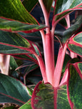 Aglaonema 'Creta'