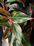 Aglaonema 'Creta'