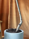 Ficus benjamina