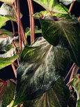 Caladium ‘White Butterfly’