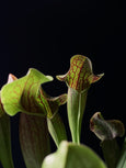 Sarracenia