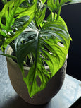 Monstera adansonii