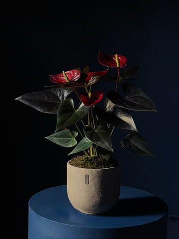 Anthurium andreanum