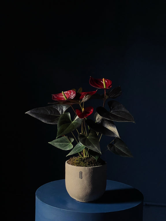 Anthurium andreanum
