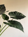 Alocasia 'Regal Shields'