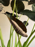 Alocasia 'Regal Shields'