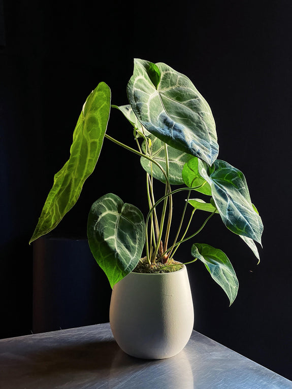 Anthurium crystallinum