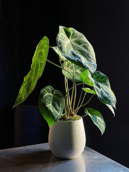 Anthurium crystallinum