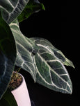 Anthurium crystallinum