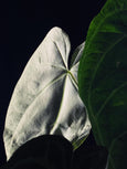 Anthurium crystallinum