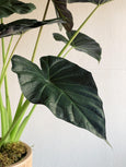 Alocasia 'Regal Shields'