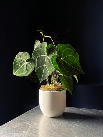 Anthurium clarinervium