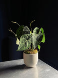 Anthurium clarinervium