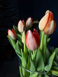 Raio-X de Tulipas