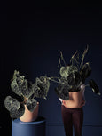 Anthurium clarinervium GIGA