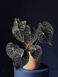 Anthurium clarinervium GIGA