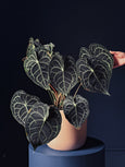 Anthurium clarinervium GIGA