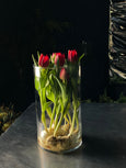 Raio-X de Tulipas