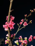 Cerejeiras 🌸 Sakura