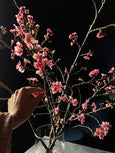 Cerejeiras 🌸 Sakura