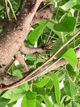 Ficus benjamina