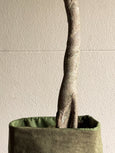 Ficus benjamina