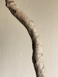 Ficus benjamina