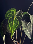 Anthurium clarinervium GIGA