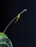 Anthurium clarinervium