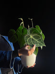 Anthurium clarinervium