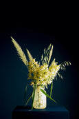 Panaceia