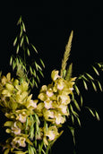 Panaceia