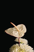 Panaceia rosé