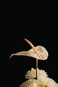 Panaceia rosé