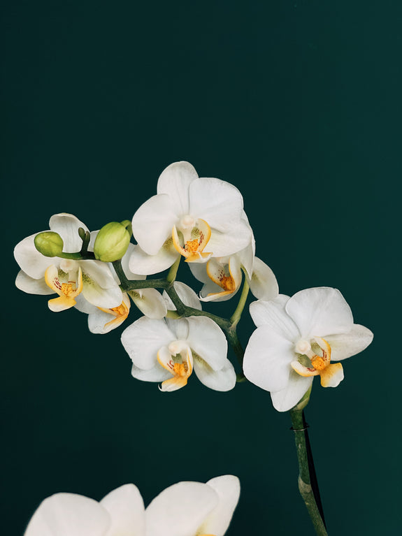 Floral Aurora 🏜️