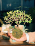 Kokedama