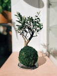 Kokedama