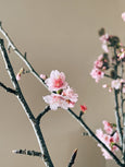 Cerejeiras 🌸 Sakura