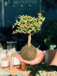 Kokedama